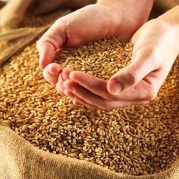  Зачем Украине вводить запрет на экспорт пшеницы?